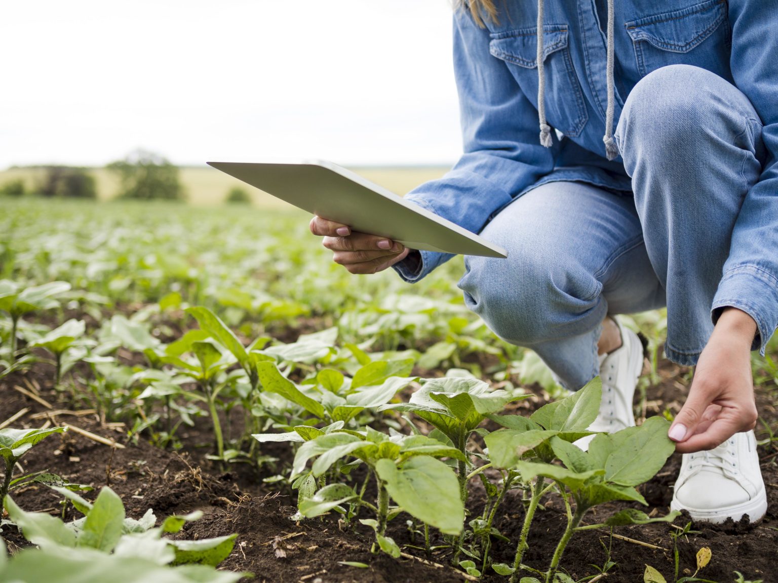 Conoce Las Razones Por Las Que Usar Azufre Para La Agricultura